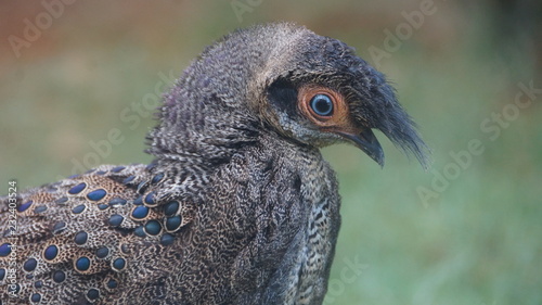 The Malayan peacock-pheasant also known as crested peacock-pheasant or Malaysian peacock-pheasant, is a medium-sized pheasant of the galliform family Phasianidae photo