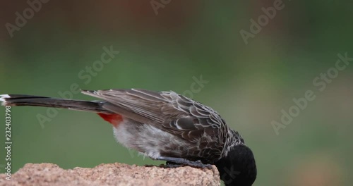 Red Vented Bulbul feeding on grains, Hampi, Daroji Sanctuary, Karnataka, India. photo