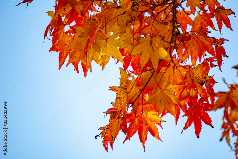 Red acer palmatum, commonly known as palmate maple, Japanese maple or smooth Japanese-maple leaves over the clear blue sky. Leaves changing its colour when autumn . Red acer palmatum, commonly known as palmate maple, Japanese maple or smooth Japanese-maple leaves over the clear blue sky. Leaves changing its colour when autumn .