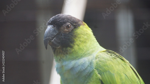 The nanday parakeet, also known as the black-hooded parakeet or nanday conure, is a medium-small, mostly green, Neotropical parrot photo