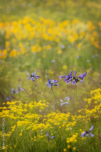 Wild flowers fill the meadows in Oregon state