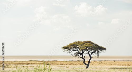 African Acacia tree in Etosha National Park 
