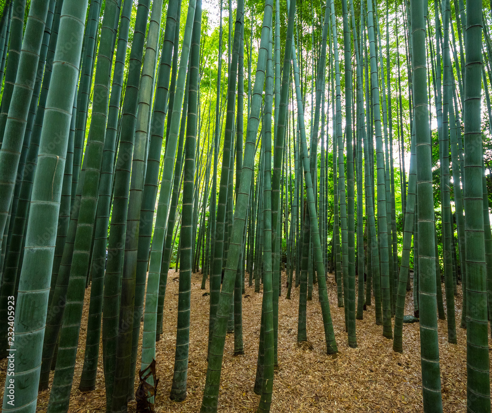 Fototapeta premium Bamboo Forest in Japan - a wonderful place for recreation