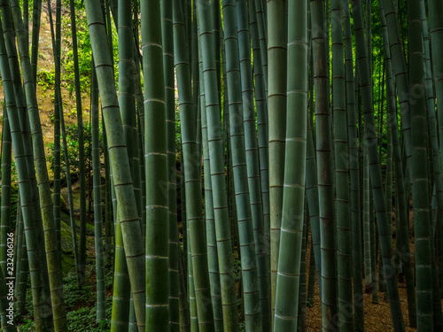 Fototapeta Naklejka Na Ścianę i Meble -  Bamboo Forest in Japan - a wonderful place for recreation