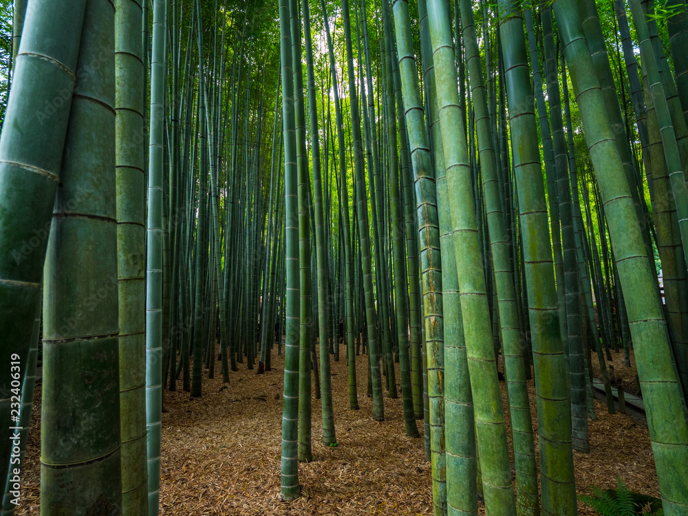 Fototapeta premium Walking through a Bamboo Forest in Japan