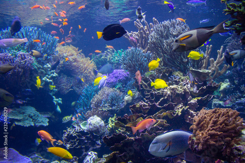 Fototapeta Naklejka Na Ścianę i Meble -  Aquarium reef