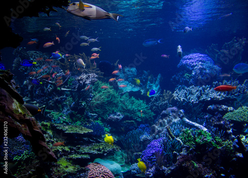 Fototapeta Naklejka Na Ścianę i Meble -  Aquarium reef
