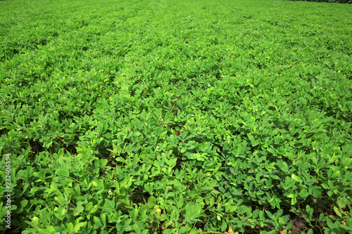 The fields of peanuts