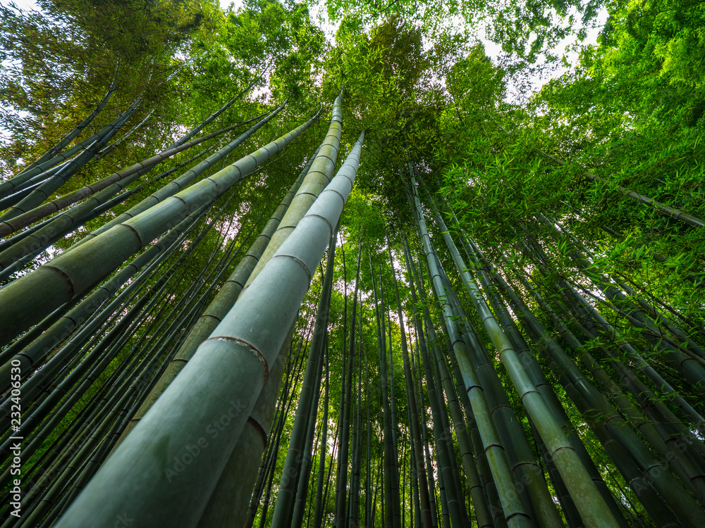 The tall bamboo trees of Kamakura - a wonderful place The tall bamboo trees of Kamakura - a wonderful place