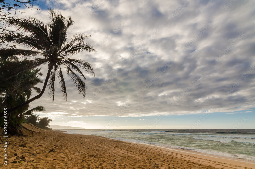 Fototapeta premium Palm tree and waves at the golden hour on Sunset Beach on the north shore of Oahu, Hawaii, USA
