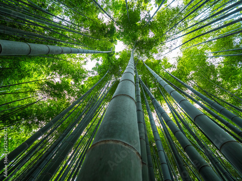 Tall Bamboo trees in an Japanese Forest