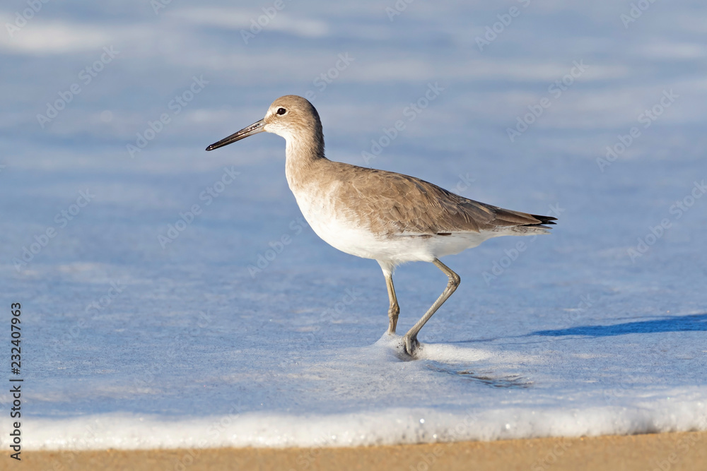 Bird in the surf willet shore bird at Huntington Beach Bird in the surf willet shore bird at Huntington Beach