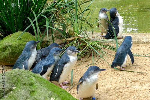 Cute Australian little penguins