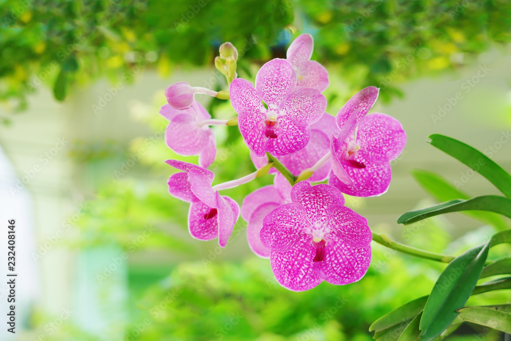Obraz premium pink flower in garden