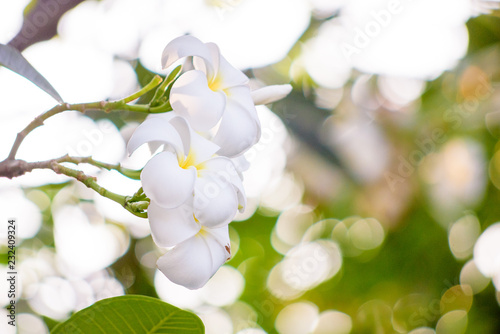 Beautiful Plumeria flowers on its branch and bokeh background. Bali or Thai Spa.
