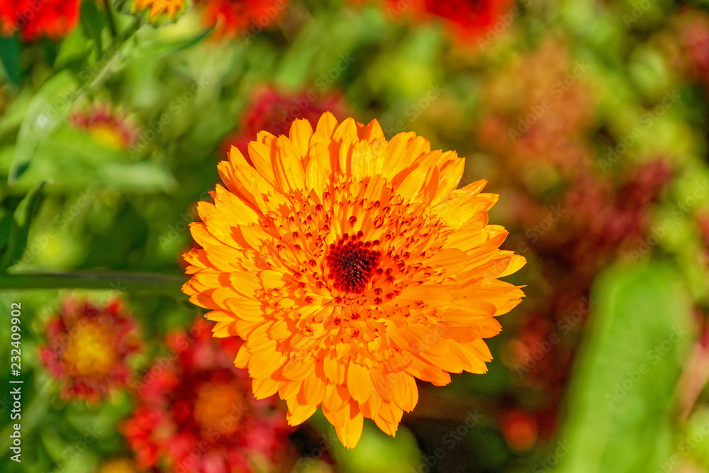 gefüllte ringelblume gefüllte ringelblume