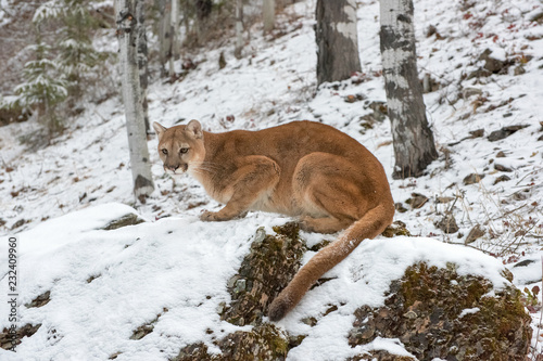 Mountain Lion among Birch Trees in Winter 1