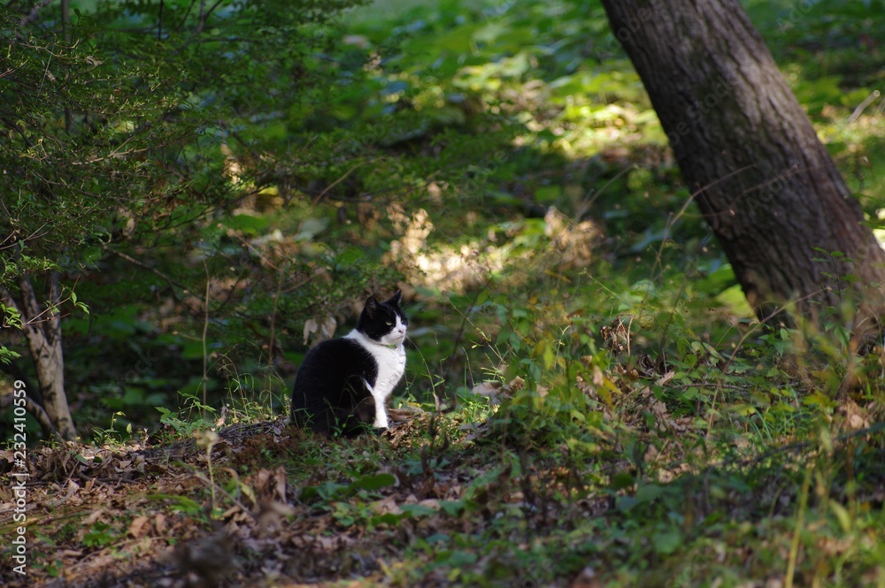 森の中の猫