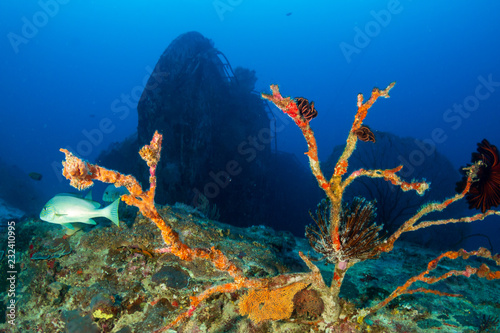 Tropical fish in front of a large, underwater shipwreck in Thailand
