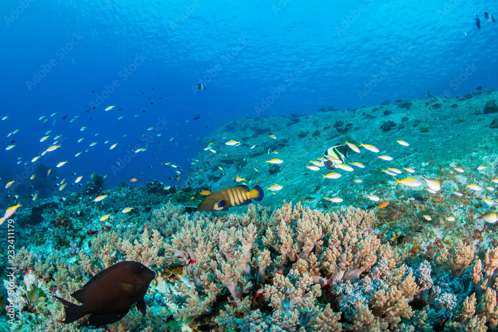 Naklejka premium Thriving, colorful tropical coral reef, surrounded by tropical fish