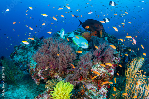 Fototapeta Naklejka Na Ścianę i Meble -  Schools of tropical fish swimming around a colorful, healthy tropical coral reef