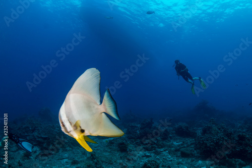 Huge Batfish (Spadefish) and background SCUBA divers on a clear, tropical coral reef