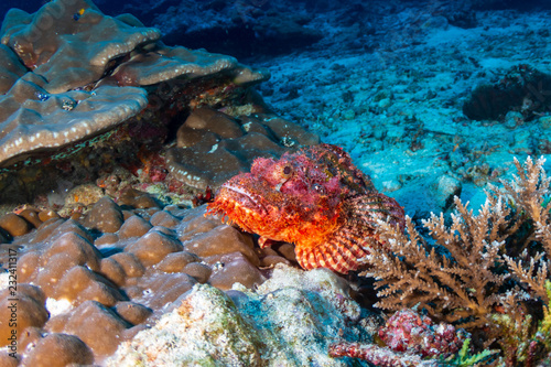 Colorful Bearded Scorpionfish on a dark tropical coral reef