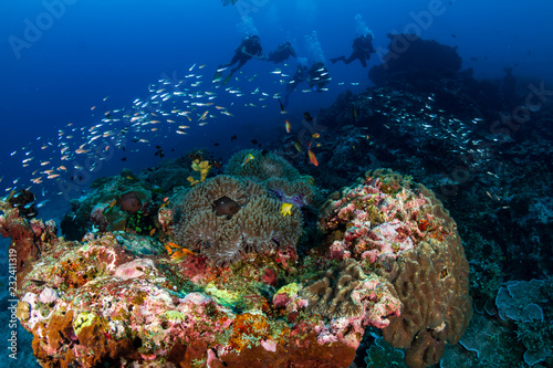 Thriving  colorful tropical coral reef  surrounded by tropical fish