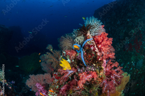 Schools of tropical fish swimming around a colorful, healthy tropical coral reef
