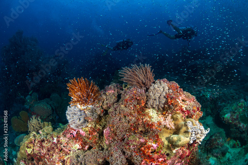 SCUBA divers swimming over a colorful tropical coral reef (Similan Islands)
