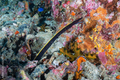 Male Ribbon Eel on a tropical coral reef