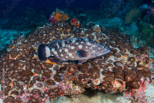 Grouper on a tropical coral reef