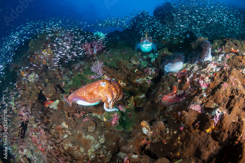 Huge Pharaoh Cuttlefish on a colorful tropical coral reef at dusk