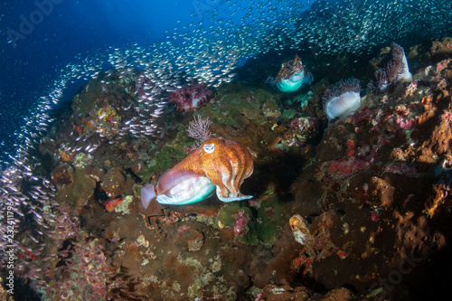 Huge Pharaoh Cuttlefish on a colorful tropical coral reef at dusk