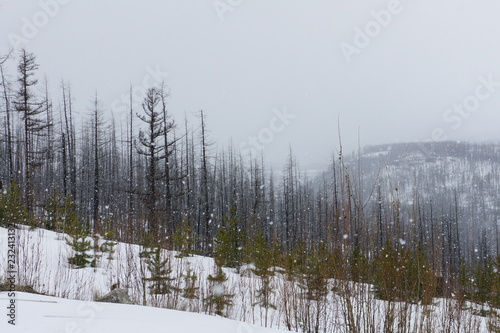 Snow falls on a grey day, in a burned forest at the top of a mountain