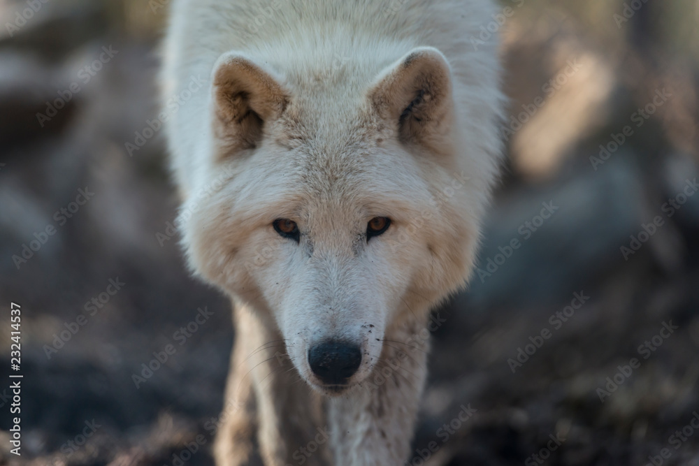 Arctic wolf (white wolf, canis lupus arctos) Arctic wolf (white wolf, canis lupus arctos)