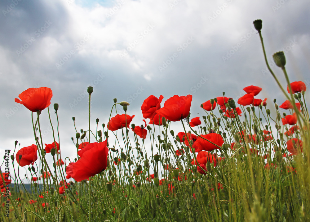 Obraz premium Red poppies under the summer storm