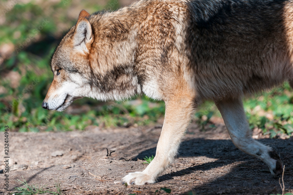 Fototapeta premium Eurasian wolf (canis lupus lupus, common wolf, Middle Russian forest wolf)