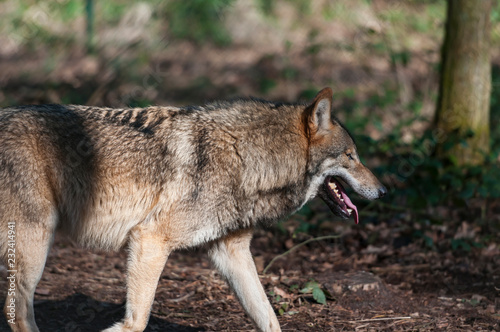 Eurasian wolf  canis lupus lupus  common wolf  Middle Russian forest wolf 