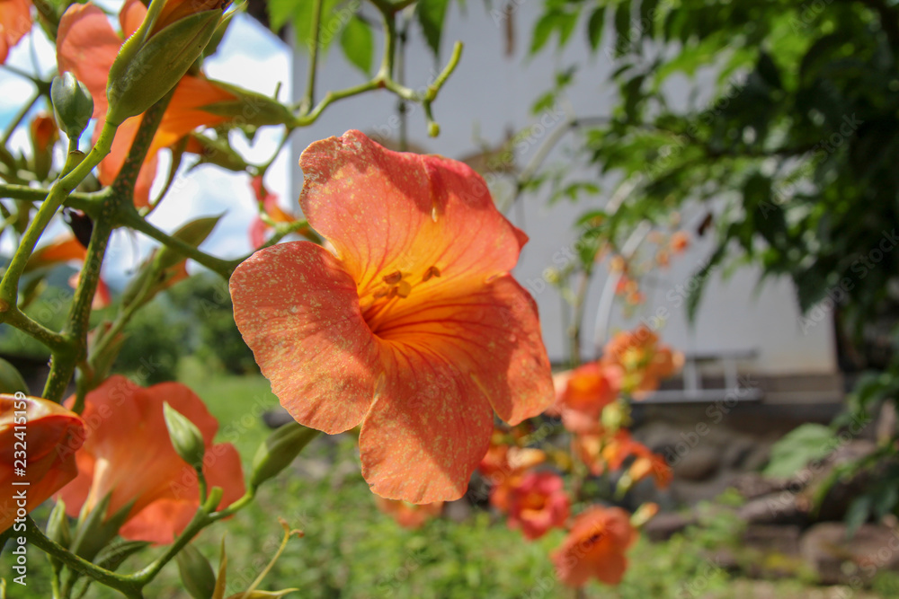 オレンジの花 オレンジの花