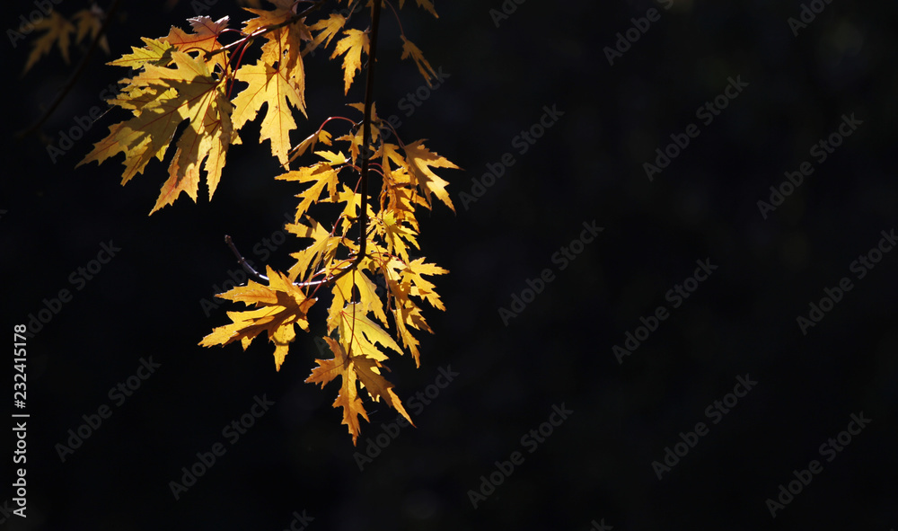 Autumn yellow leaves against the light Autumn yellow leaves against the light