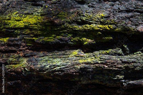 Fotografía Bark - Blue Mountains