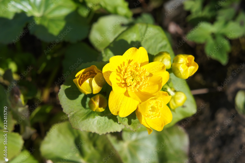 Caltha palustris or marsh-marigold or kingcup yellow flowers Caltha palustris or marsh-marigold or kingcup yellow flowers