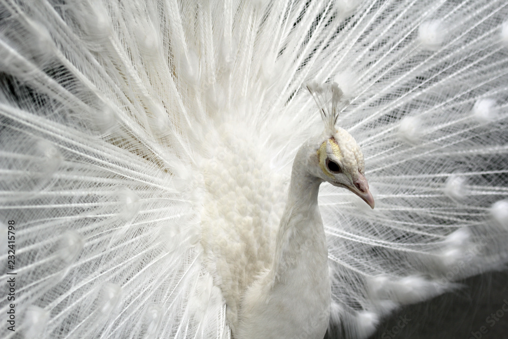 Naklejka premium Paw biały