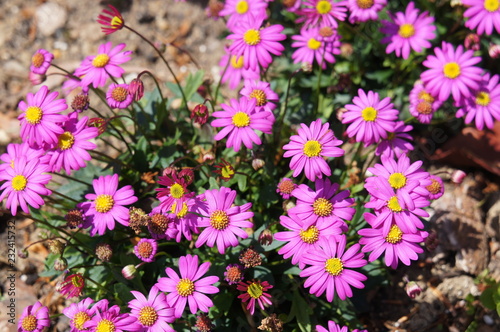 Brachyscome angustifolia or rock daisy pink flowers 