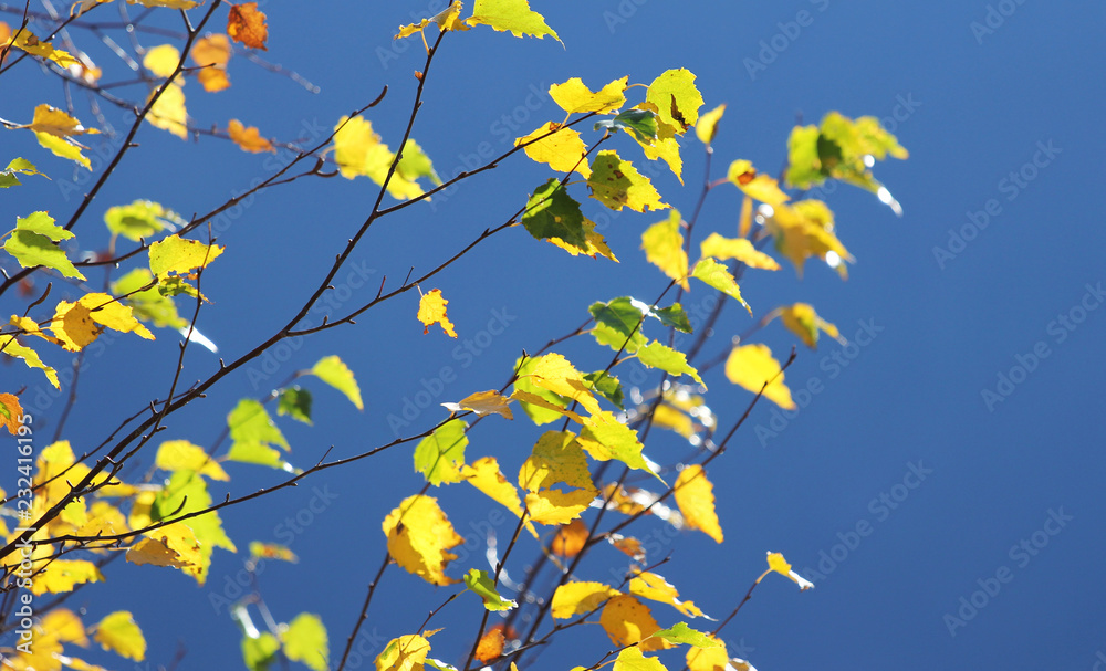 Yellow leaves and blue sky