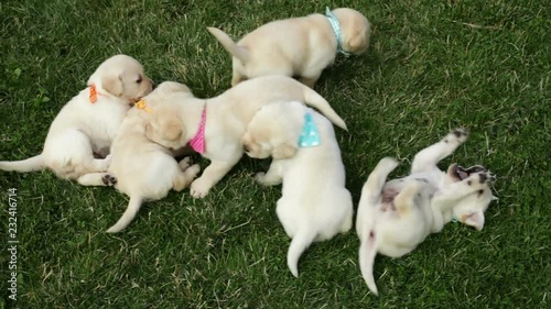Bunch of cute labrador puppy dog play in the grass - wrestling, resting and enjoying summer