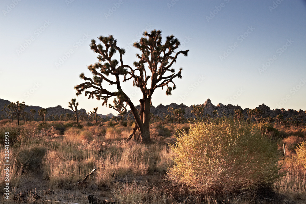 Joshua Tree National Park at Sunset, USA Joshua Tree National Park at Sunset, USA