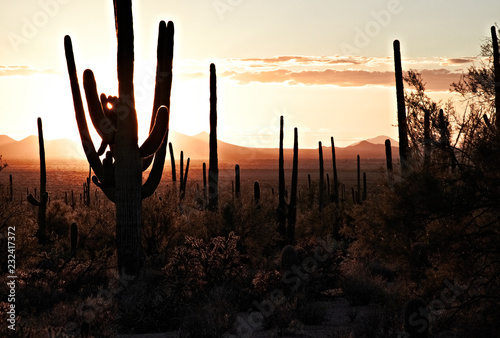 saguaros at sunset in the tucson mountain park, arizona, united states