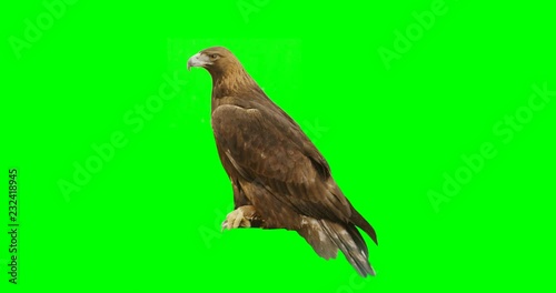 Green screen shot of an eagle looking around.